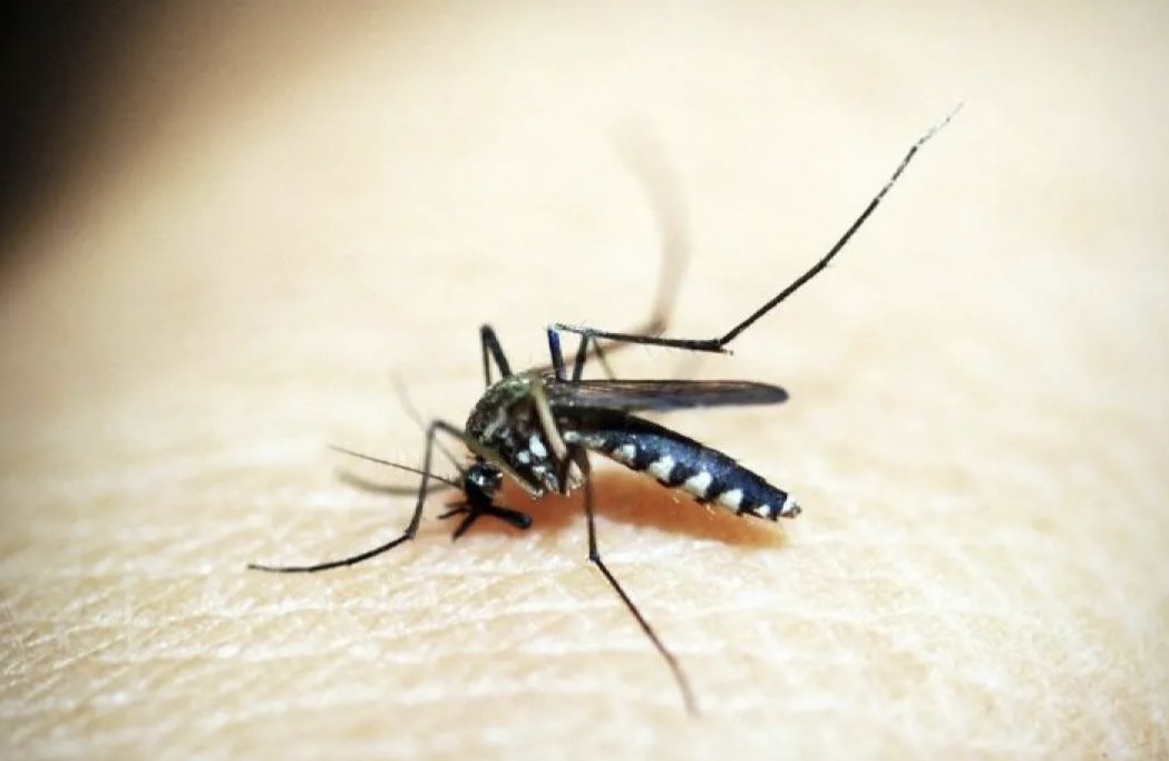 Nyamuk penyebab Chikungunya
